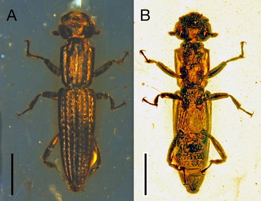 图2 Cretolenax carinatus Liu, Tihelka, McElrath and Yamamoto
