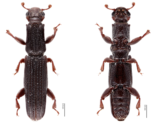 图4 Lenax mirandus Sharp