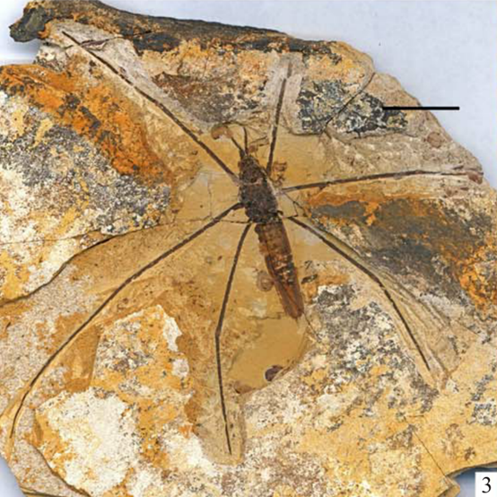 image 238