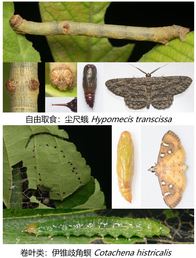 不同类型的料理

中度可信度描述已自动生成