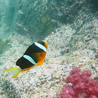 珊瑚礁鱼类演化生物学与保护遗传学